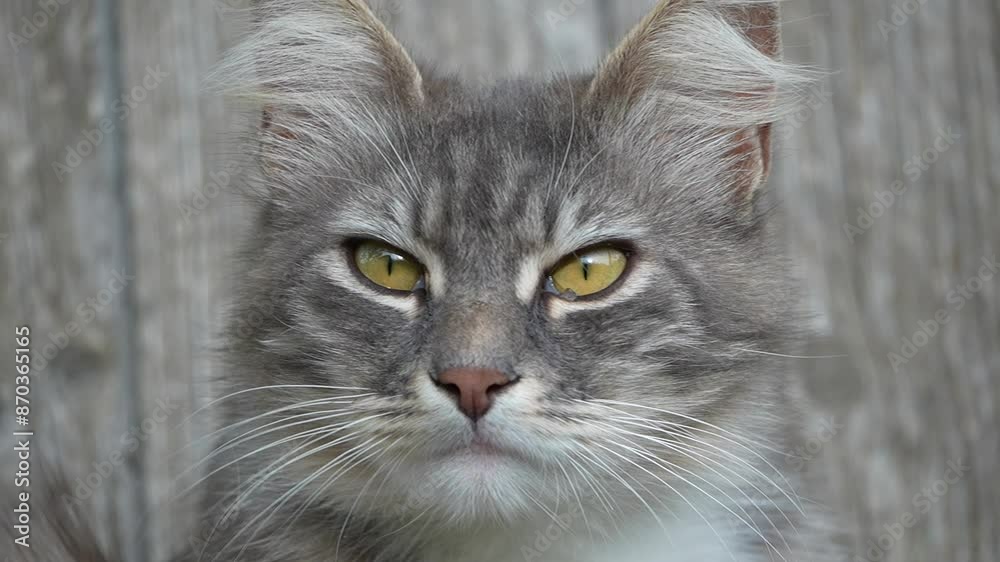 Close-up Portrait of a Gray Tabby Cat Close-up Portrait of a Gray Tabby Cat