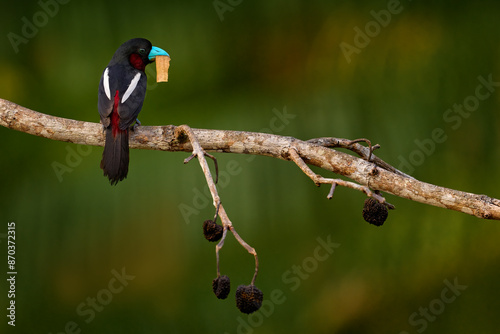 Black-and-red broadbill, Cymbirhynchus macrorhynchos, sitting on the branch with grass in the bill, nesting material. Black red bird in the nature habitat, forest, Kinabatangan river, Borneo, Malaysia