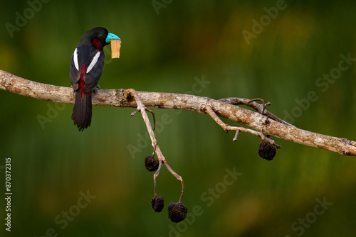 Black-and-red broadbill, Cymbirhynchus macrorhynchos, sitting on the branch with grass in the bill, nesting material. Black red bird in the nature habitat, forest, Kinabatangan river, Borneo, Malaysia photo