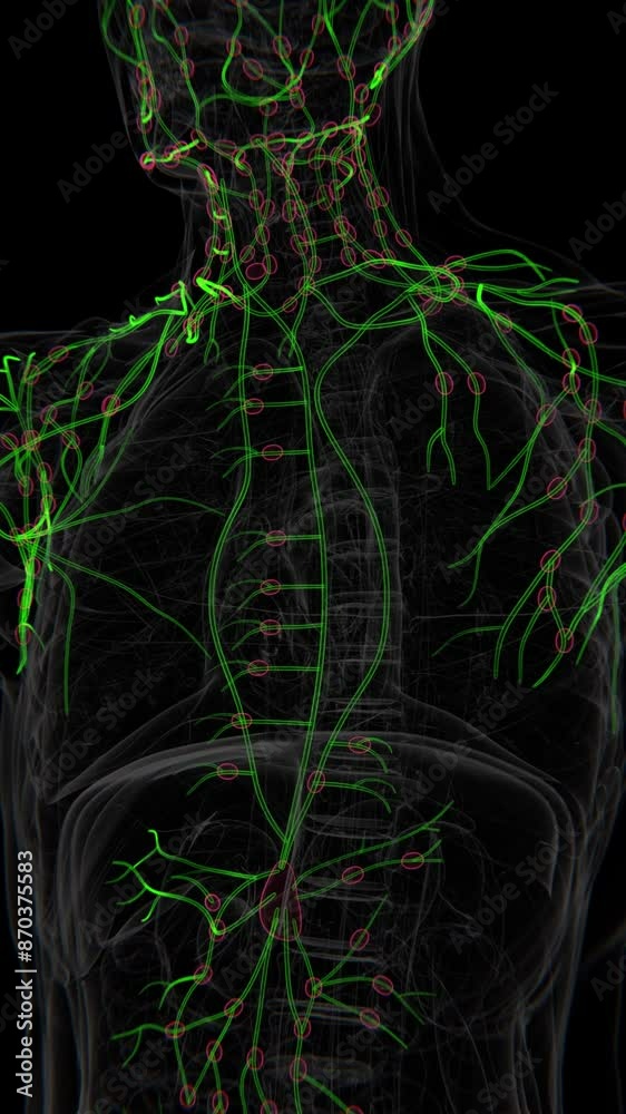 Lymph Nodes Vertical Video | Lymph Nodes Animation Concept Video ...