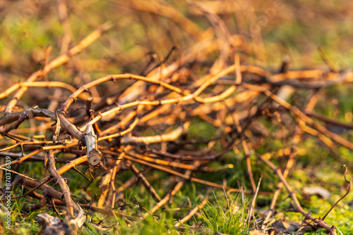 Vie de la vigne : coupe des rameaux de vigne lorsqu'ils sont devenus ligneux photo