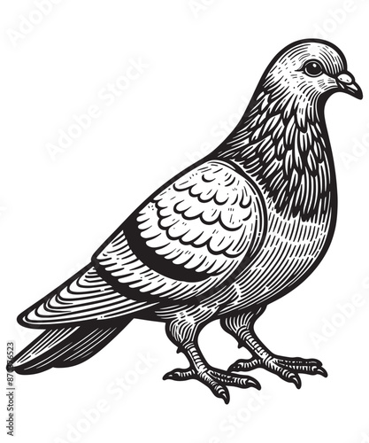 Pigeon line art