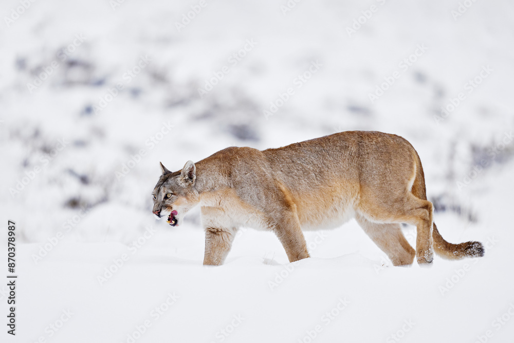 Obraz premium Big cat Cougar, Puma concolor, Snow mountain light and dangerous animal. Wildlife nature, puma carcass. Wild puma nature winter habitat with snow, Torres del Paine, Chile.