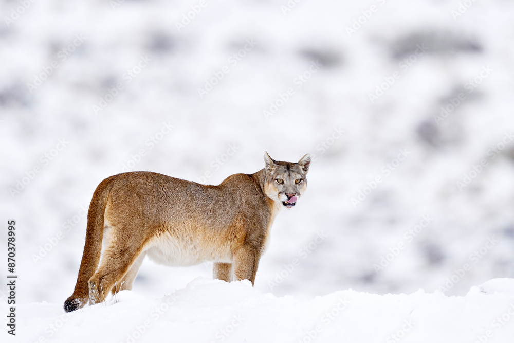 Obraz premium Wild puma nature winter habitat with snow, Torres del Paine, Chile. Big cat Cougar, Puma concolor, Snow mountain light and dangerous animal. Wildlife nature, puma carcass.