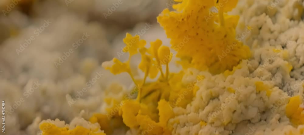 Acellular Slime Mold: Insights into Physarum polycephalum’s Development Acellular Slime Mold: Insights into Physarum polycephalum’s Development