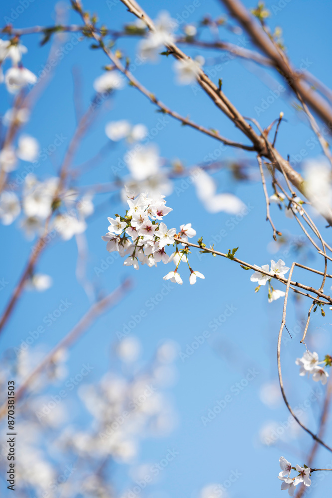 Pears are Rosaceae and bloom elegant and beautiful flowers in spring. Pears are Rosaceae and bloom elegant and beautiful flowers in spring.