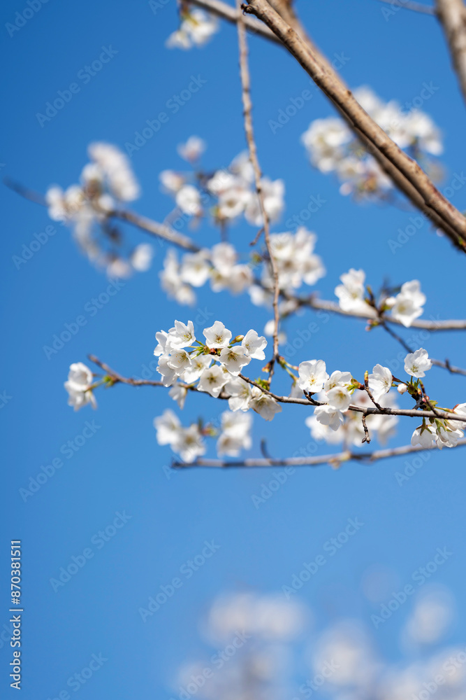 Pears are Rosaceae and bloom elegant and beautiful flowers in spring. Pears are Rosaceae and bloom elegant and beautiful flowers in spring.