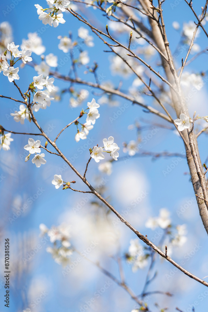 Pears are Rosaceae and bloom elegant and beautiful flowers in spring. Pears are Rosaceae and bloom elegant and beautiful flowers in spring.