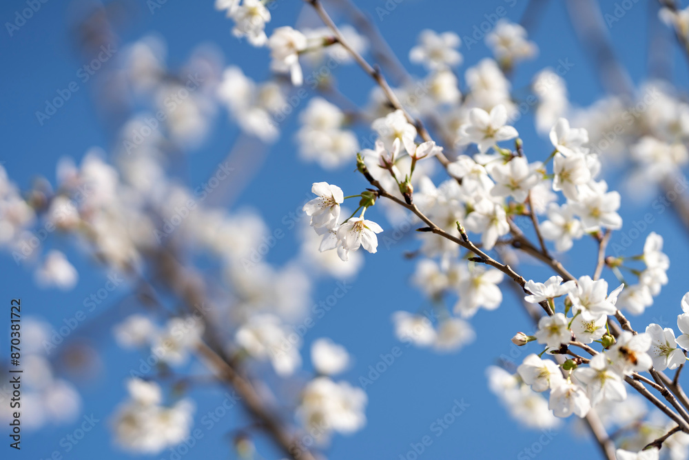 Pears are Rosaceae and bloom elegant and beautiful flowers in spring. Pears are Rosaceae and bloom elegant and beautiful flowers in spring.