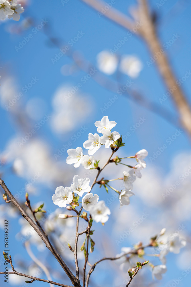 Obraz premium Pears are Rosaceae and bloom elegant and beautiful flowers in spring.