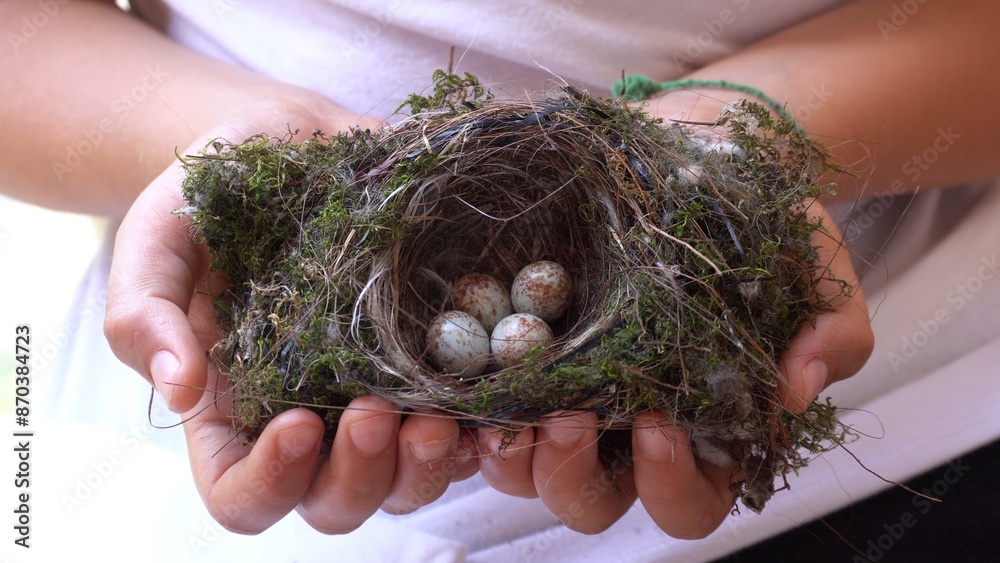 bird's nest with swallow eggs just laid by the mother and ready to be hatched for a long time while waiting for the birth of the little birds. Baby hands hold a fragile and delicate nest, touch eggs
