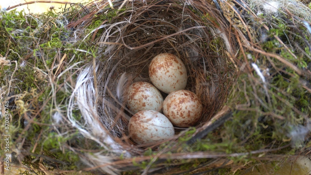 bird's nest with swallow eggs just laid by the mother and ready to be hatched for a long time while waiting for the birth of the little birds. Baby hands hold a fragile and delicate nest, touch eggs