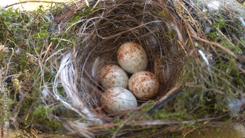 Obraz na płótnie bird's nest with swallow eggs just laid by the mother and ready to be hatched for a long time while waiting for the birth of the little birds. Baby hands hold a fragile and delicate nest, touch eggs w salonie