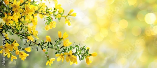 Blooming yellow scotch broom branches in a park setting, creating a spring background with a copy space image.