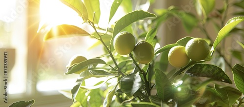 Close-up image of an indoor citrus tree with unripe small Faustrimedin fruits, light green leaves, sunflares, and selective focus, including copy space. photo