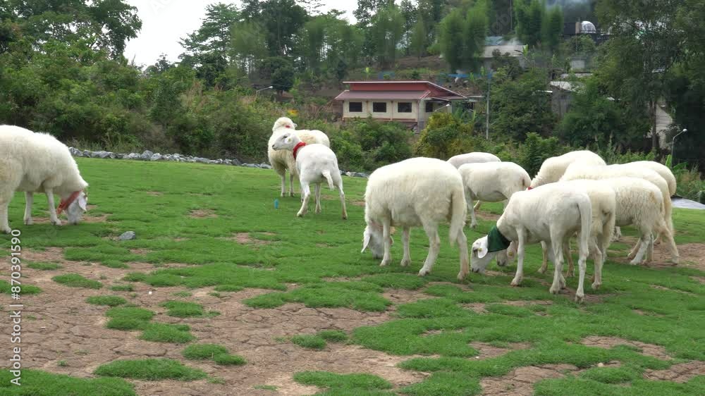 Farm animal sheep walking, resting, eating grass freely in farmland Farm animal sheep walking, resting, eating grass freely in farmland