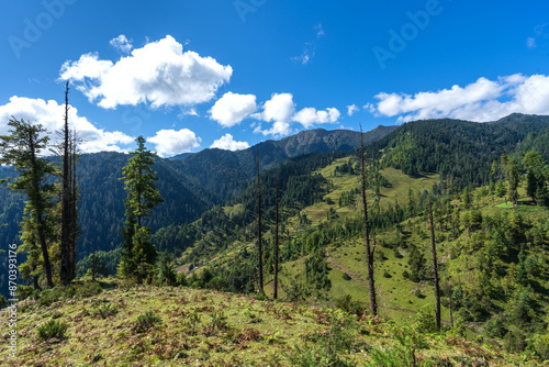 Green pine tree forest in the Himalayas with cloudy blue sky. Beautiful temperate forest in the mountains. photo