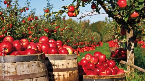 Apple orchards burst with ripe fruit, inviting visitors to partake in the joys of autumn harvests.