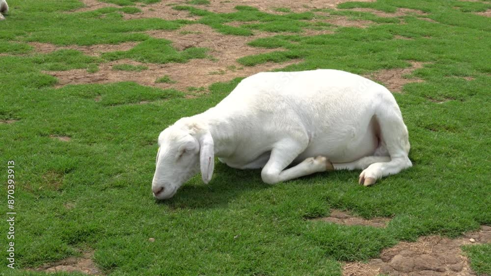 Farm animal sheep walking, resting, eating grass freely in farmland Farm animal sheep walking, resting, eating grass freely in farmland