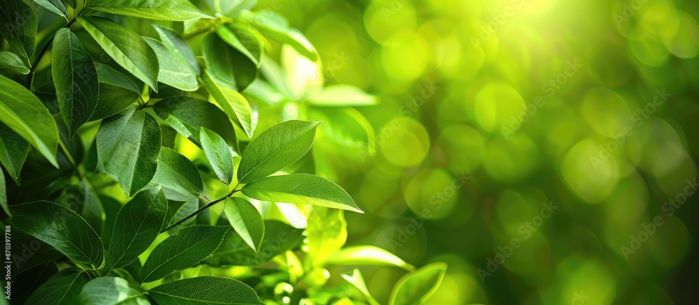 Obraz premium Nature background featuring lush green leaves with ample copy space for use as a backdrop or wallpaper image.