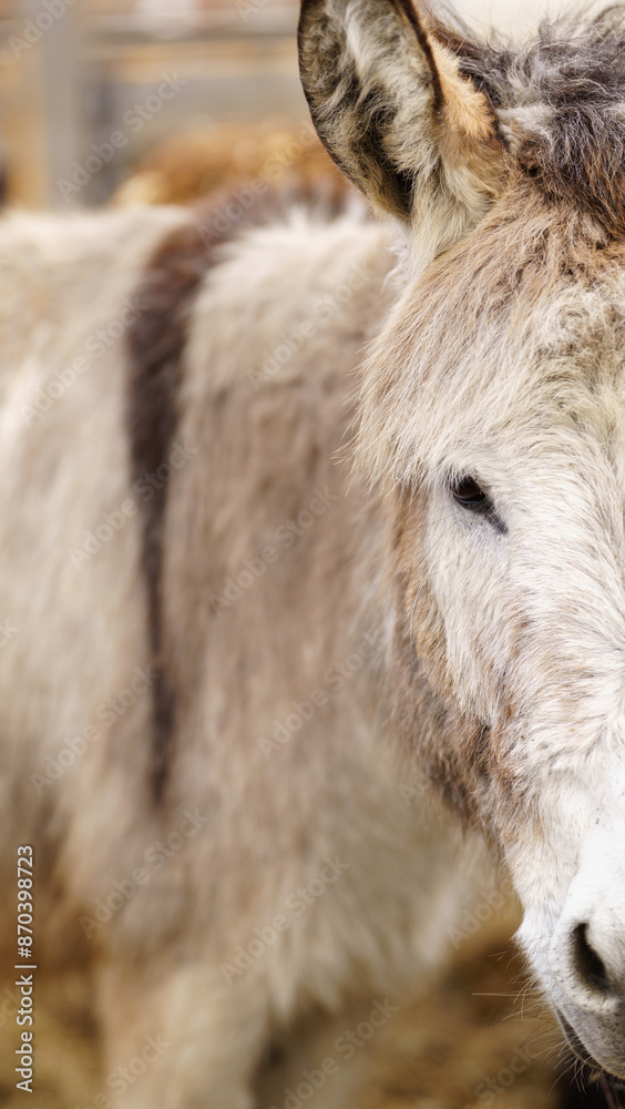 Donkey standing together on a mound of golden hay, munching on the nutritious feed. Vertical photo Donkey standing together on a mound of golden hay, munching on the nutritious feed. Vertical photo