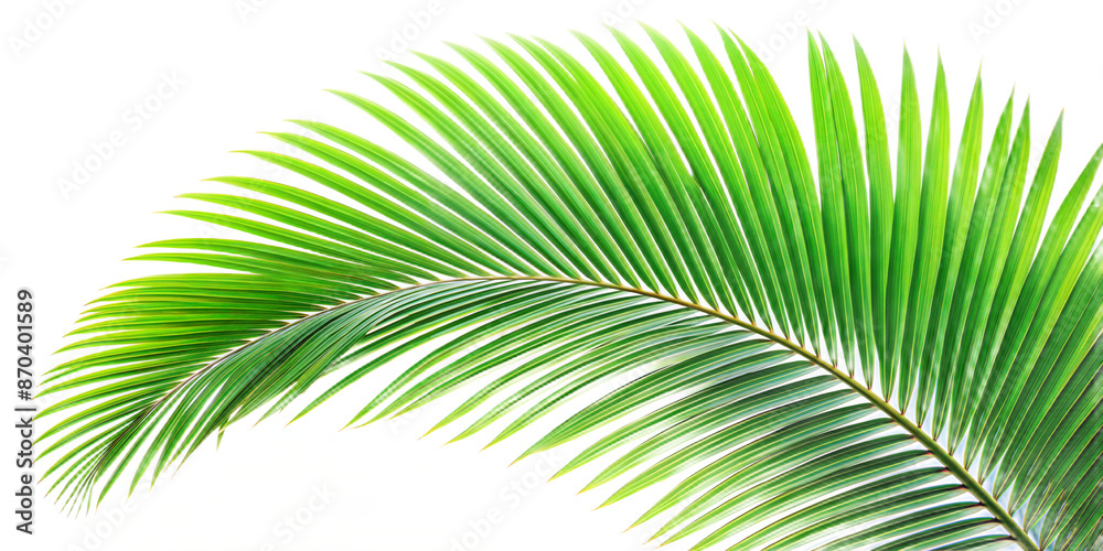 Obraz premium palm leaves isolated