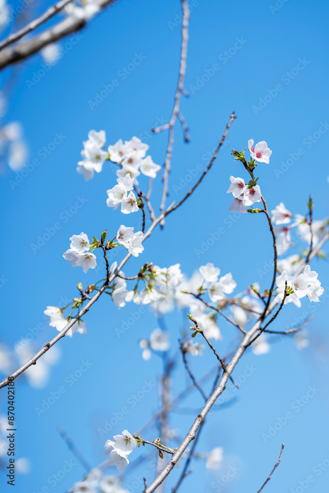 Pears are Rosaceae and bloom elegant and beautiful flowers in spring. Pears are Rosaceae and bloom elegant and beautiful flowers in spring.