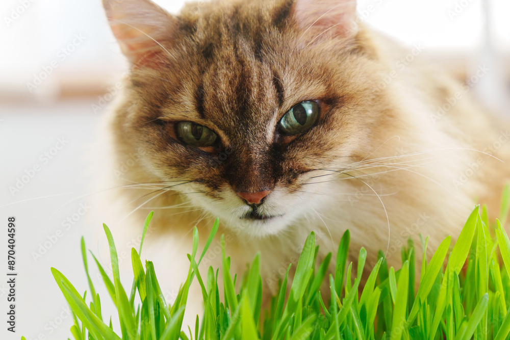 Cat is peacefully nibbling on a patch of vibrant green grass, possibly as a way to aid its digestion. Cat is peacefully nibbling on a patch of vibrant green grass, possibly as a way to aid its digestion.