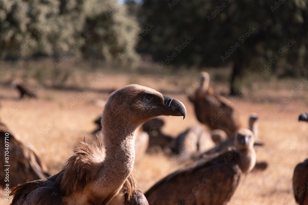 Griffon vulture in Extremadura, Spain Griffon vulture in Extremadura, Spain