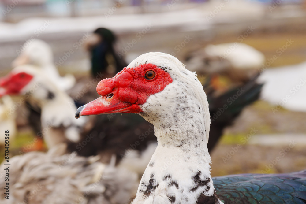 Muscovy duck and a distinctive red face is seen rummaging through the soil at the edge of a puddle. Muscovy duck and a distinctive red face is seen rummaging through the soil at the edge of a puddle.