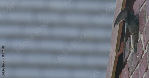 Common swift in flight