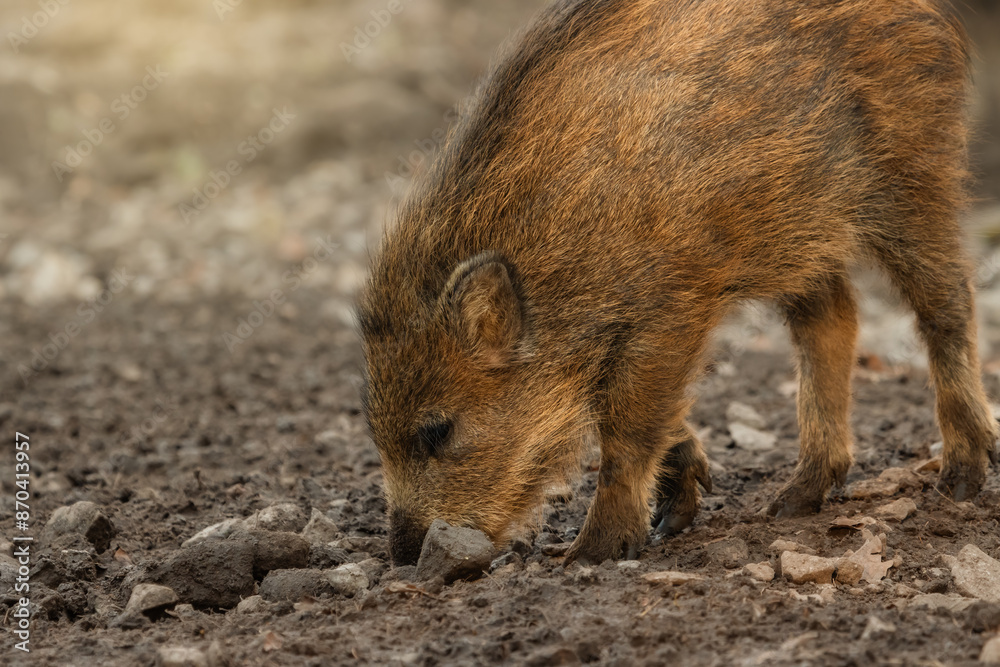 Close-up of a young wild boar sniffing on the ground Close-up of a young wild boar sniffing on the ground