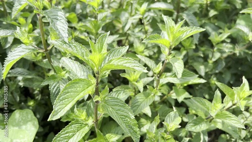 Pepper-mint, Mentha piperita, photo