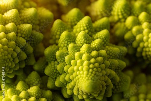 close-up photo of cabbage, branched inflorescence in middle of rosette of leaves, called cauliflower in botany photo