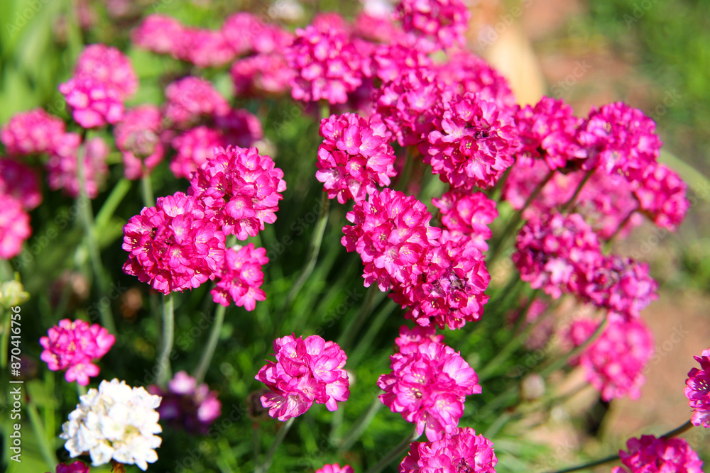 Pink Armeria maritima flowers blooming in a garden Pink Armeria maritima flowers blooming in a garden