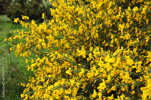 Yellow gorse flowers blooming in the forest