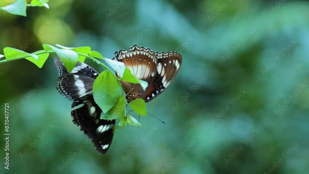 Butterflies Interacting on Leafy Branch