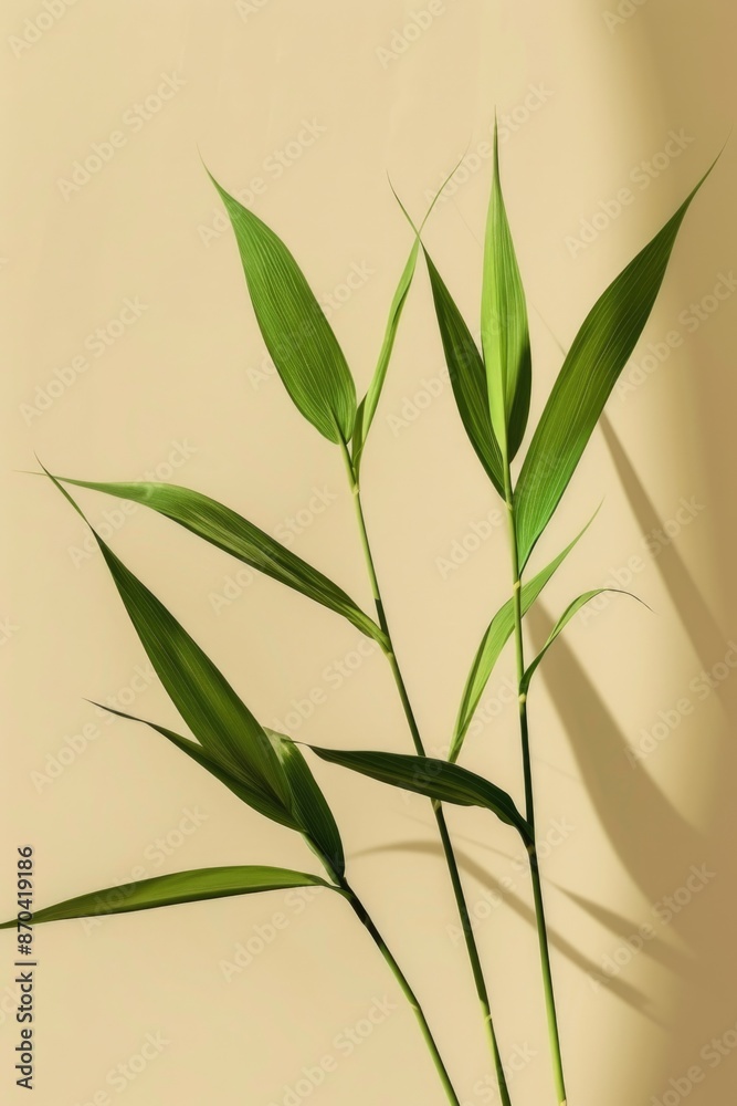 Fototapeta premium A leafy green plant with a shadow on a tan wall. The shadow is long and thin, and the plant is tall and slender. Concept of calm and serenity, as the plant