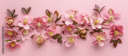 Stunning hellebore flowers arranged elegantly in a flat lay style over a pink background, creating a visually appealing copy space image.