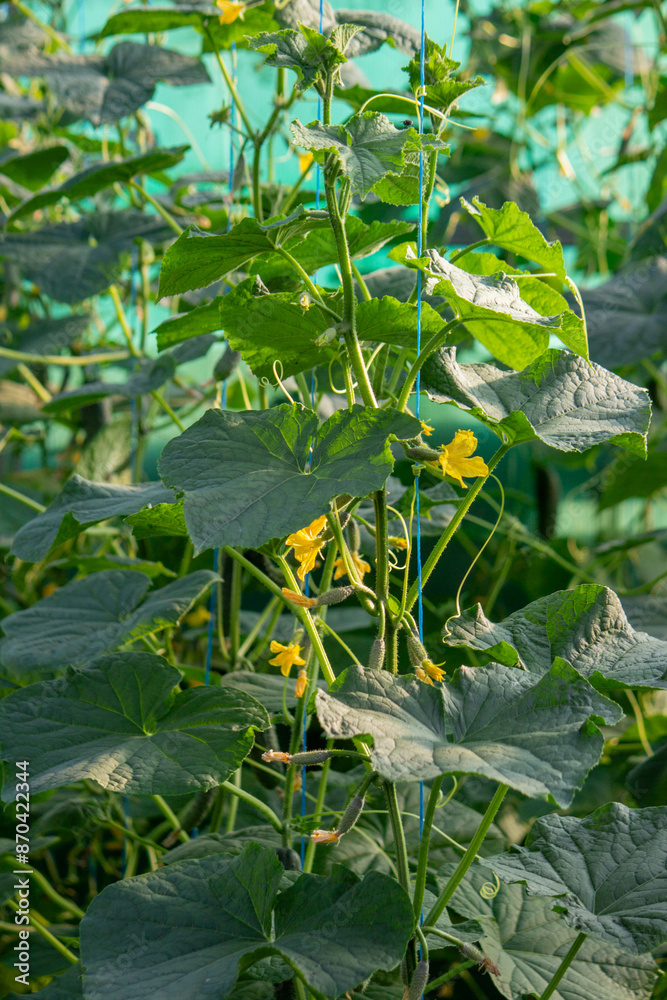 Obraz premium farmer collects cucumbers close-up. Selective focus