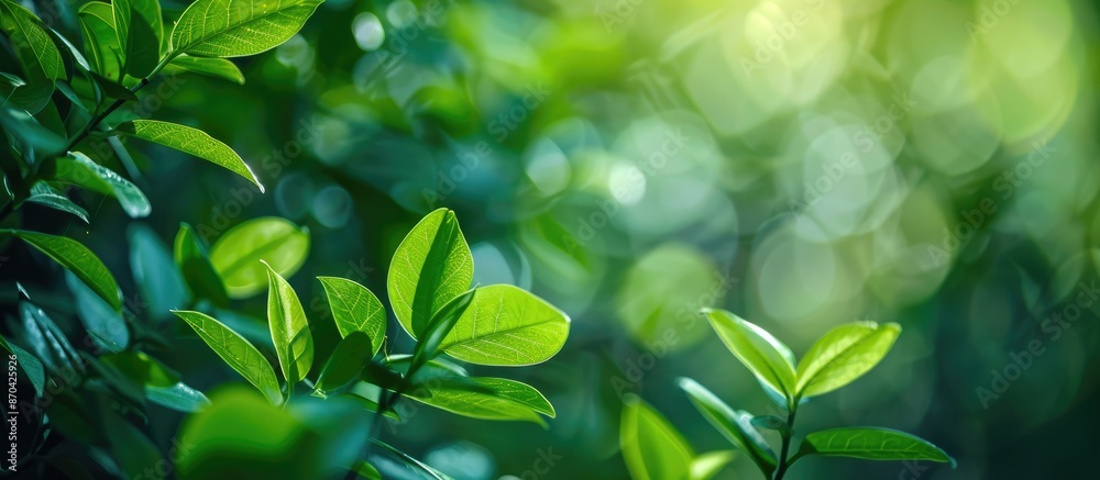 Green leaves in close-up with a blurred natural backdrop. Ideal for writing or placing text in the copy space image of lush greenery. Green leaves in close-up with a blurred natural backdrop. Ideal for writing or placing text in the copy space image of lush greenery.