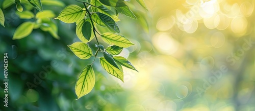 Selective focus on green leaves creates a picturesque copy space image.
