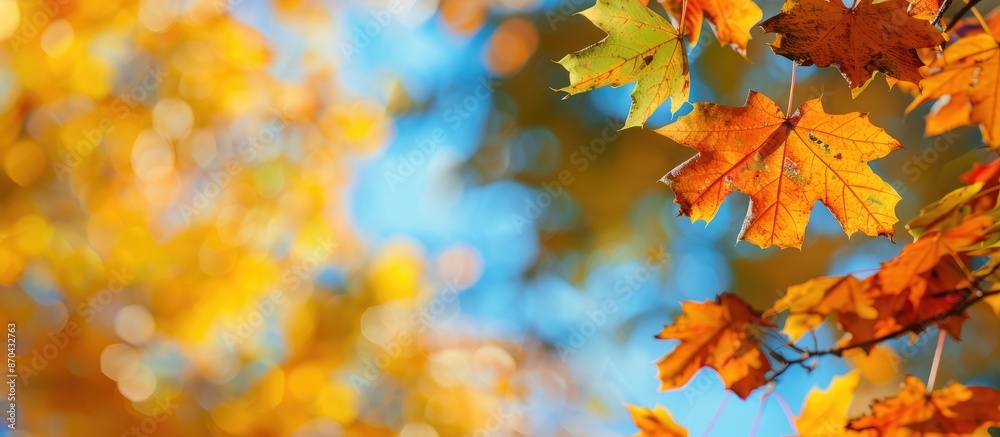Autumn-themed image featuring colorful leaves in a park with a bright blue sky in the background; abstract nature setting with copy space image. Autumn-themed image featuring colorful leaves in a park with a bright blue sky in the background; abstract nature setting with copy space image.