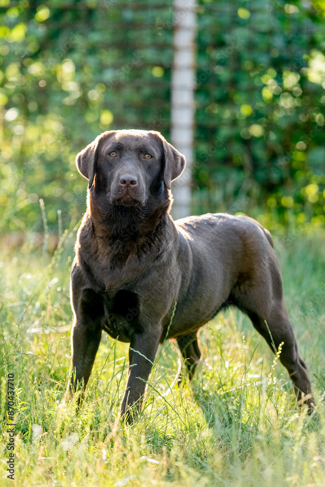 chocolate labrador walks on green grass chocolate labrador walks on green grass