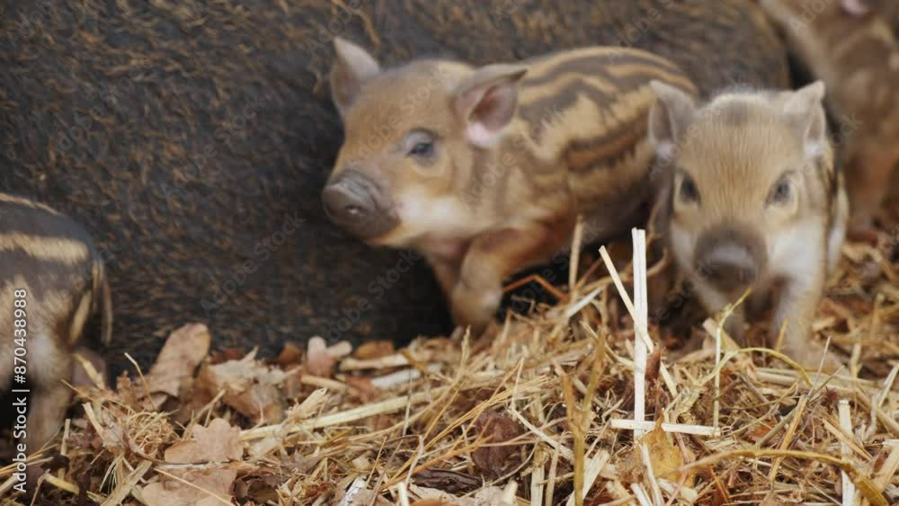 Three piglets with tiger stripes on a straw bedding next to their mother. They look healthy and active, exploring their surroundings in the barn Three piglets with tiger stripes on a straw bedding next to their mother. They look healthy and active, exploring their surroundings in the barn