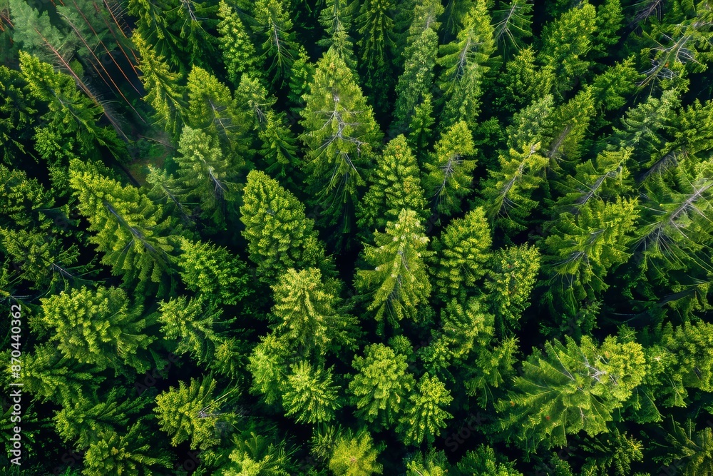 Forest of old spruce, pine and fir trees with healthy green leaves Forest of old spruce, pine and fir trees with healthy green leaves
