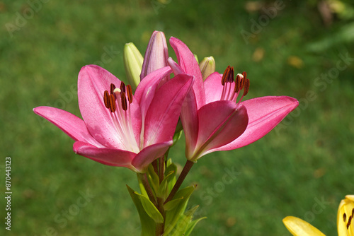 Closeup flowers, bud of red lilies. Blurred green garden, lawn on the background. Dutch garden. Summer, July