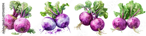 Watercolor Set of Purple Turnips with Green Leaves Isolated on White Background, Png file