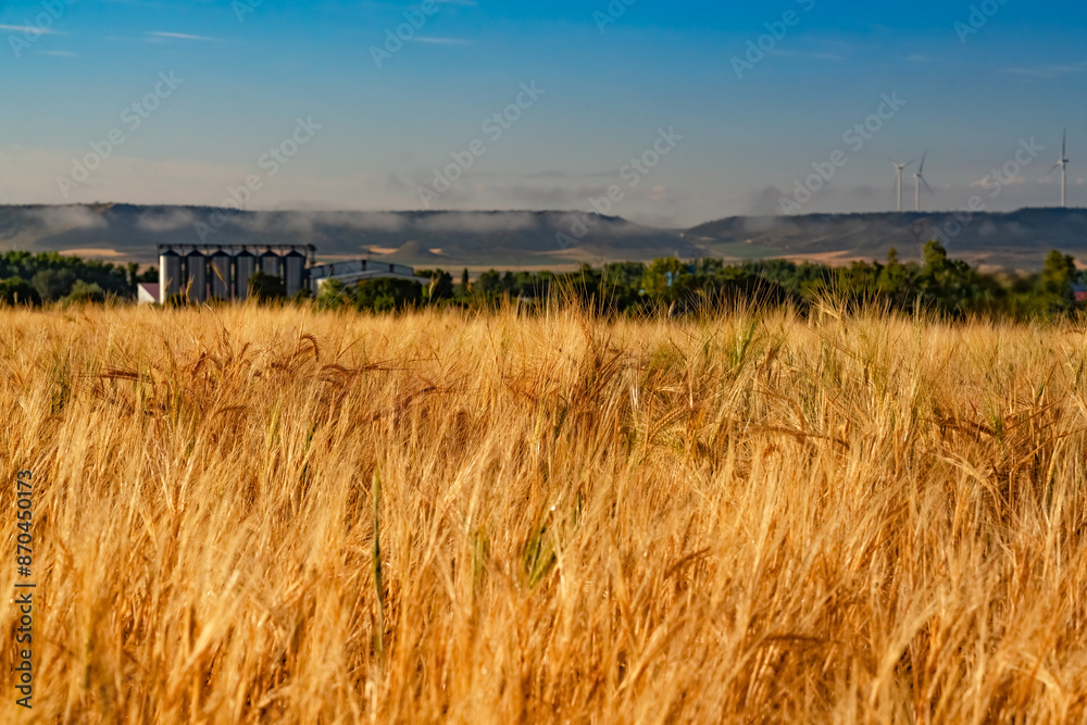 Obraz premium Golden wheat field in the morning. Wind farm in the distance 