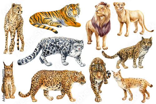 Sticker Wild cats set, animals watercolor painting